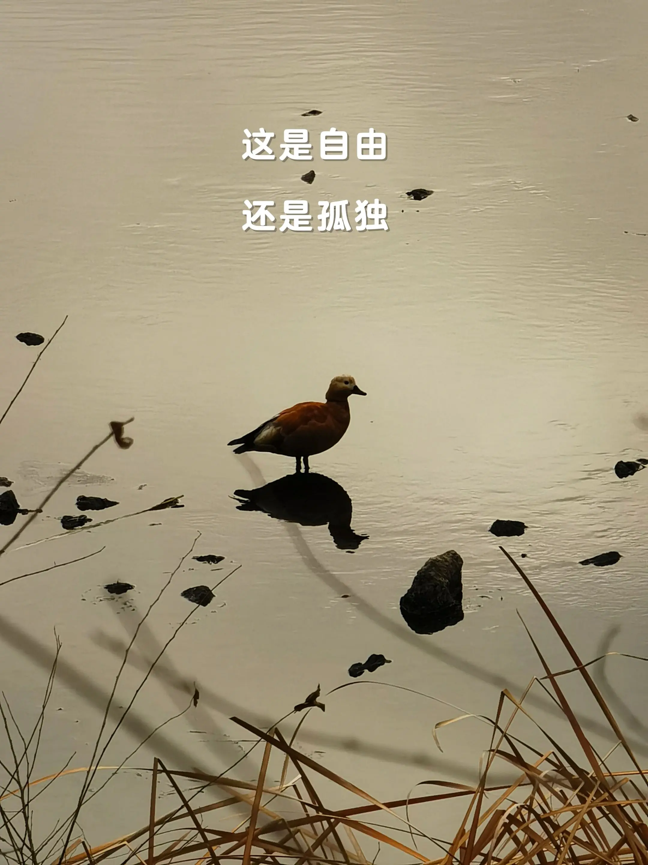 孤独与自由，往往只是一念之间