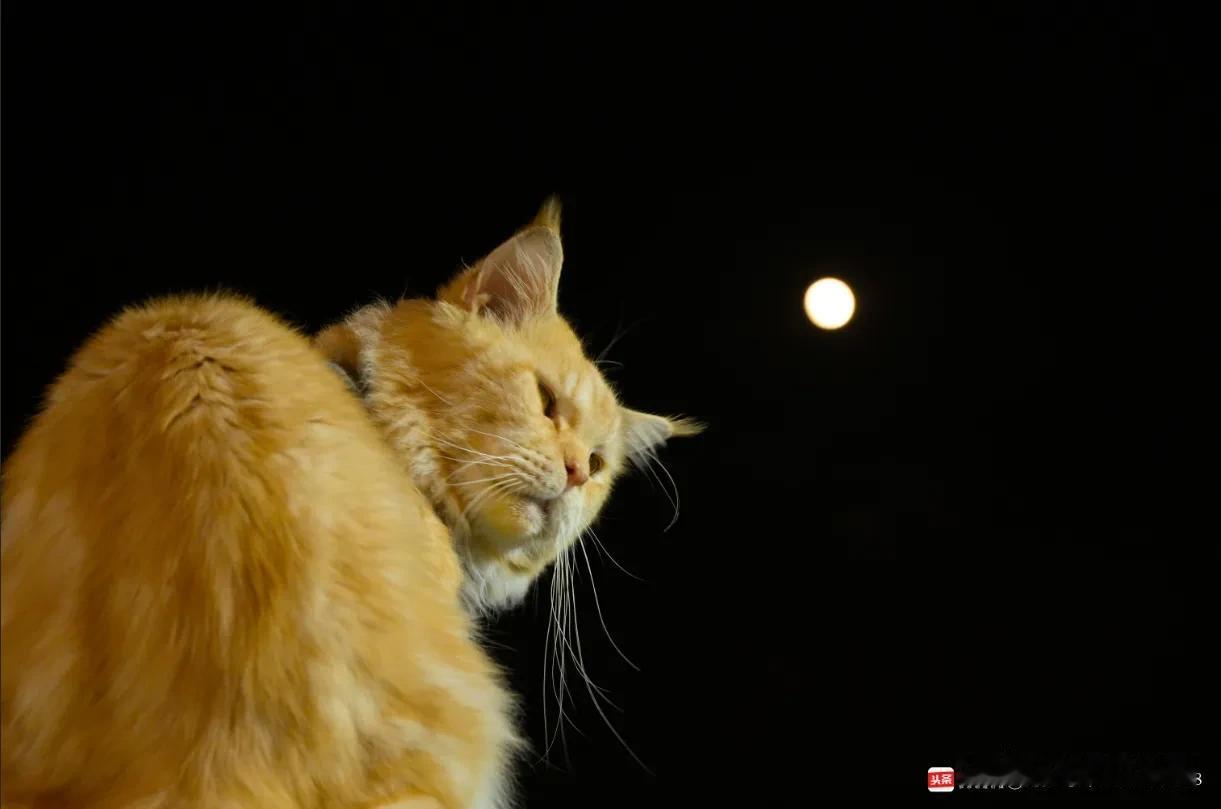 月光映猫影 静夜享温柔月夜猫影 猫猫赏月