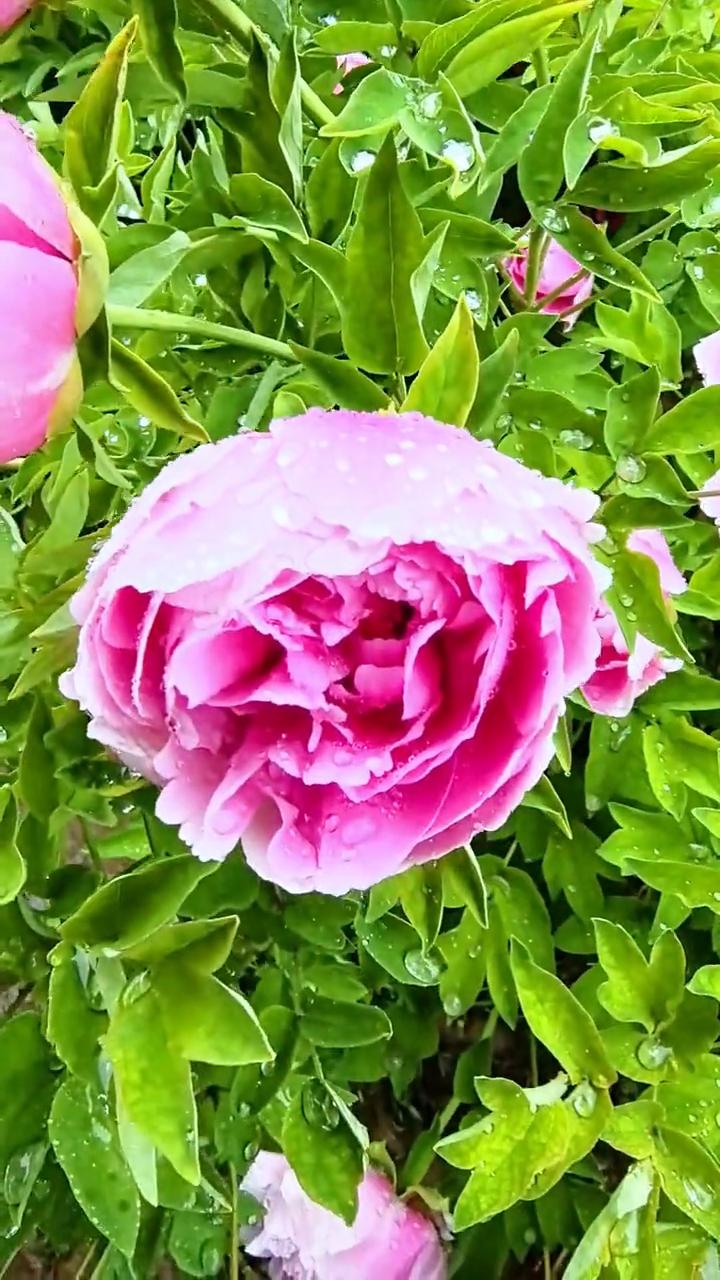 好滋润的牡丹。
一场雨使龙门牡丹园的牡丹清新如洗。牡丹谷，金冠台。