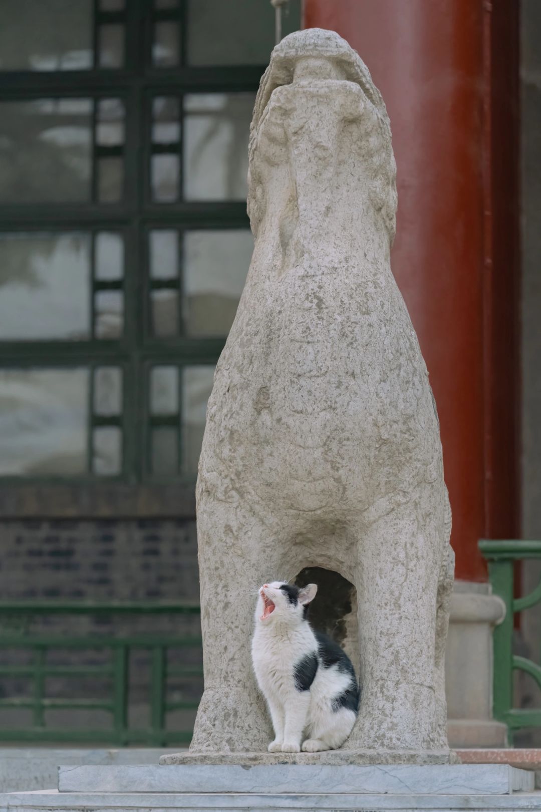 西安碑林里，学古兽的猫
