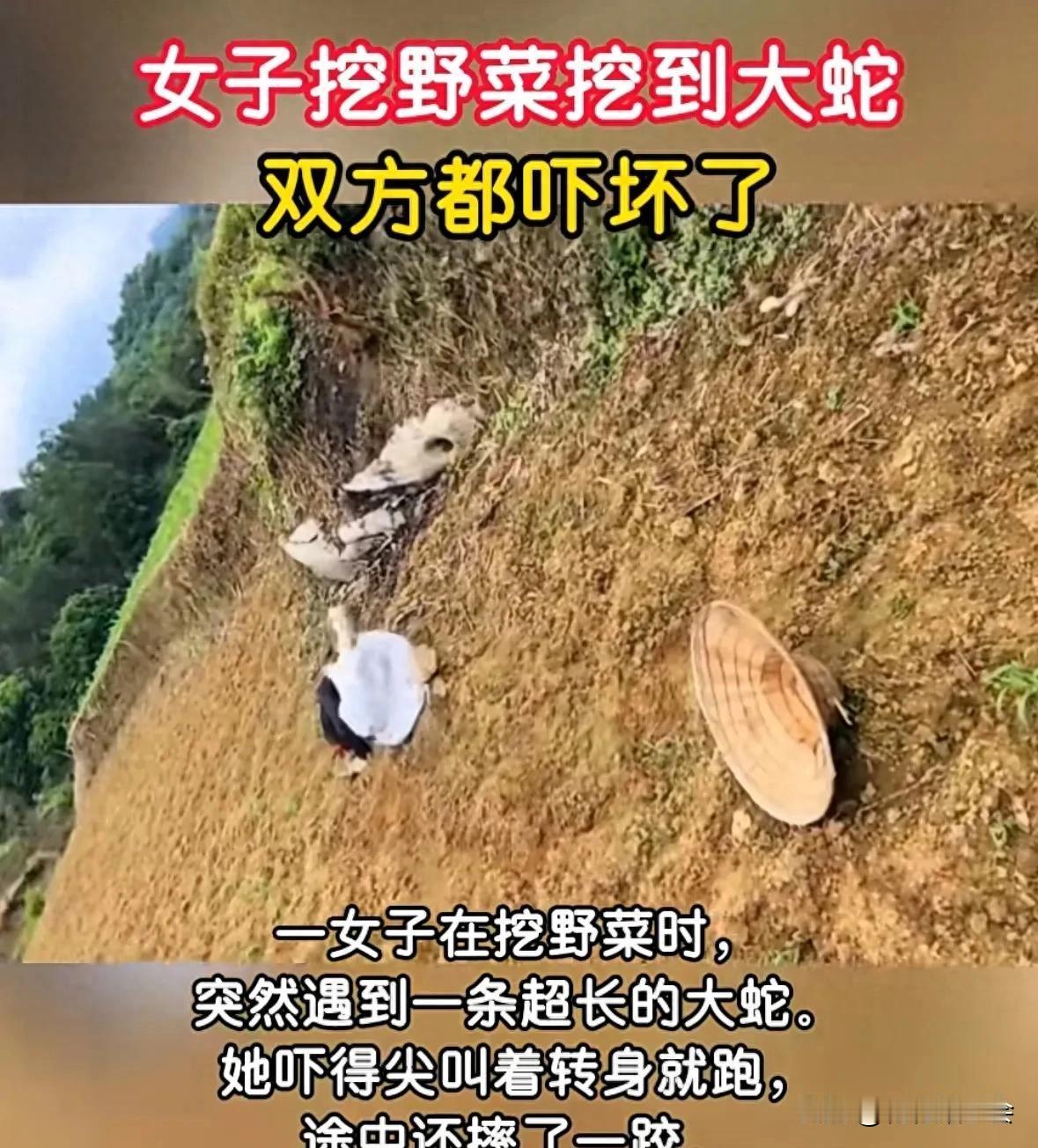 山野阿姨遇大蛇, 吓得人跑蛇也跑了.
四川有个阿姨, 她去采野菜, 山里转悠着,