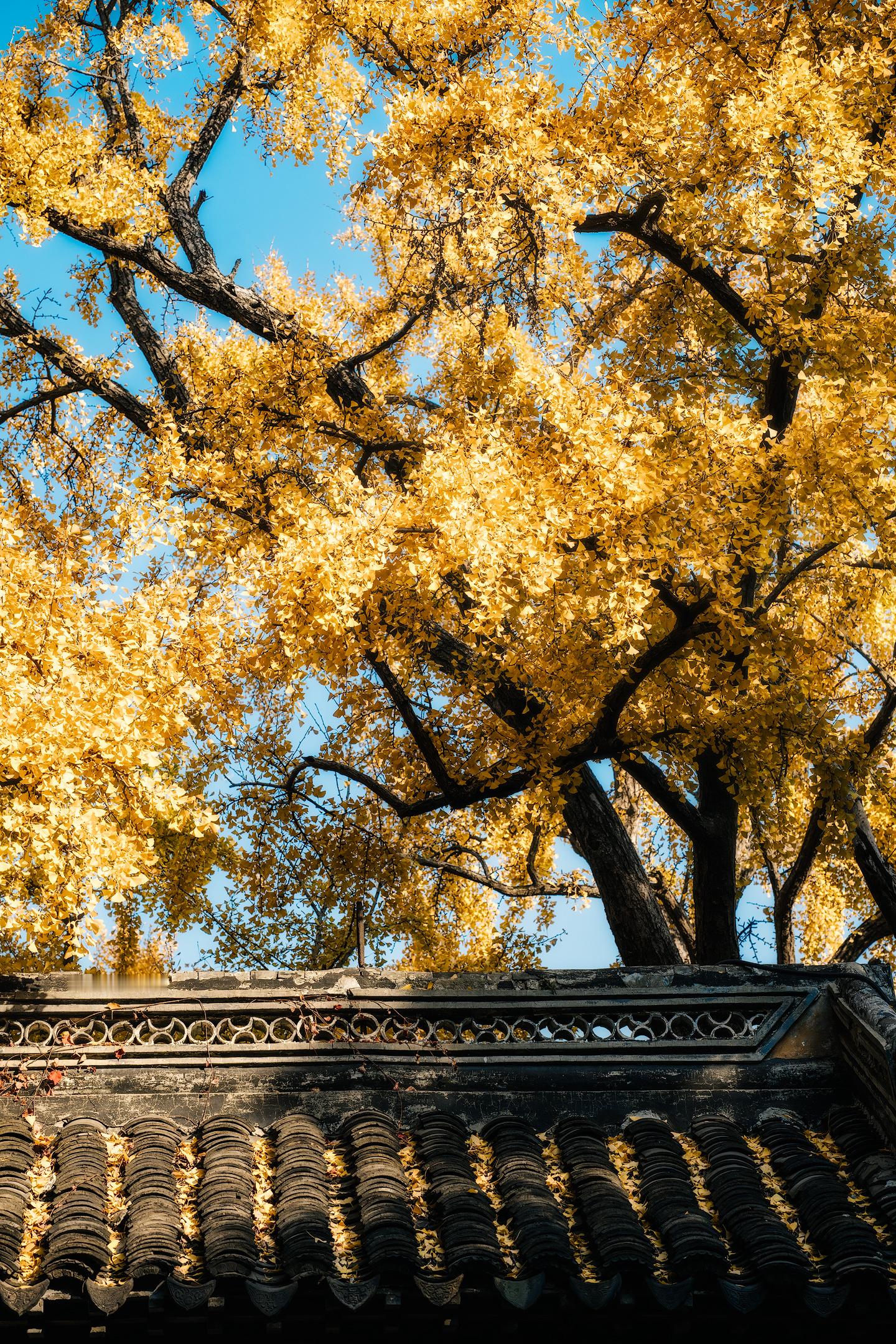 江浙沪周边游秋日出行计划 惠山古镇的银杏真的可以封神了免费区域（古镇街区）张中丞