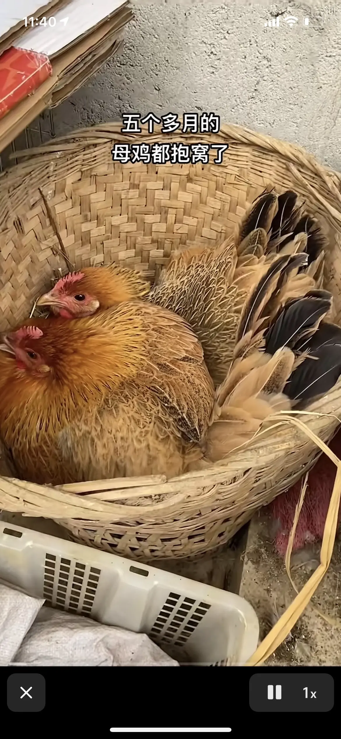 母鸡抱窝，怎么办？
