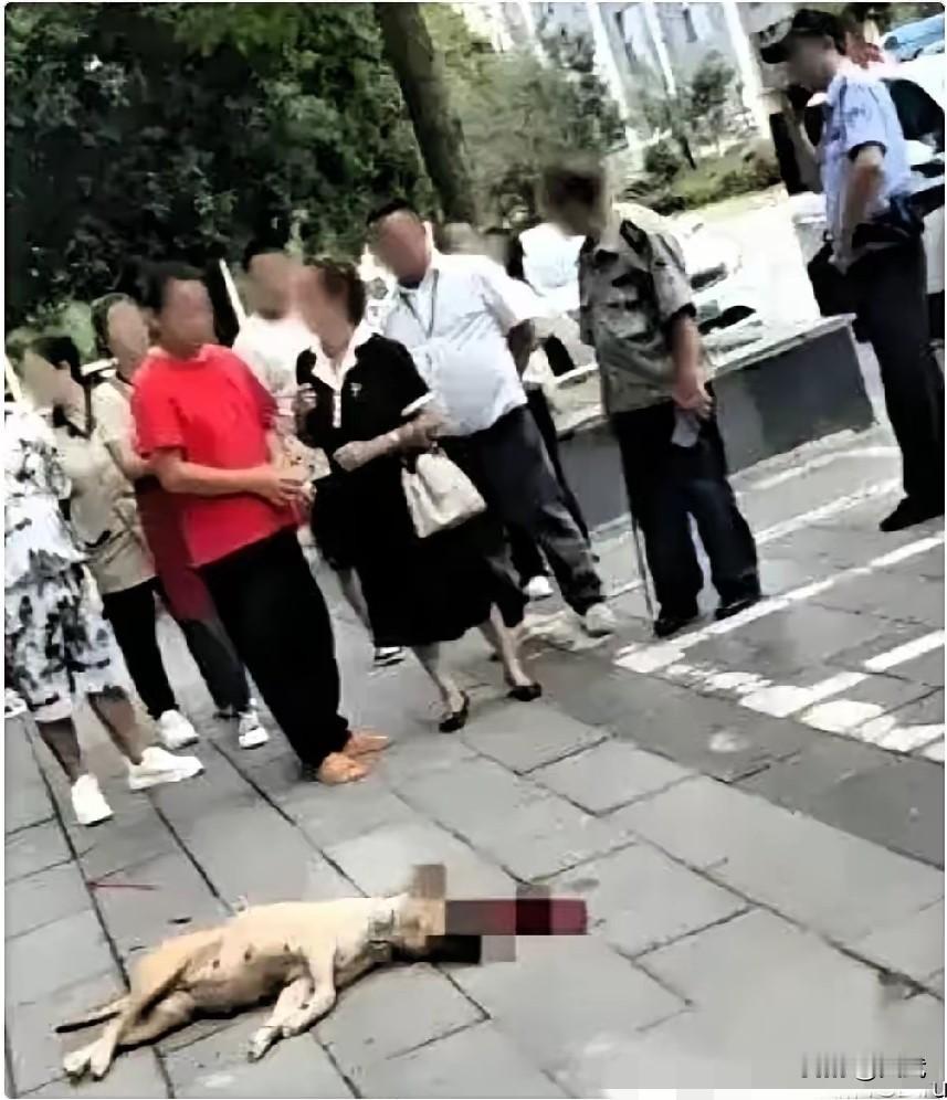 遛狗不拴绳反骂被咬者？四川一大妈牵着大狗出门，全程没拴绳，狗扑向路过的大哥，一口