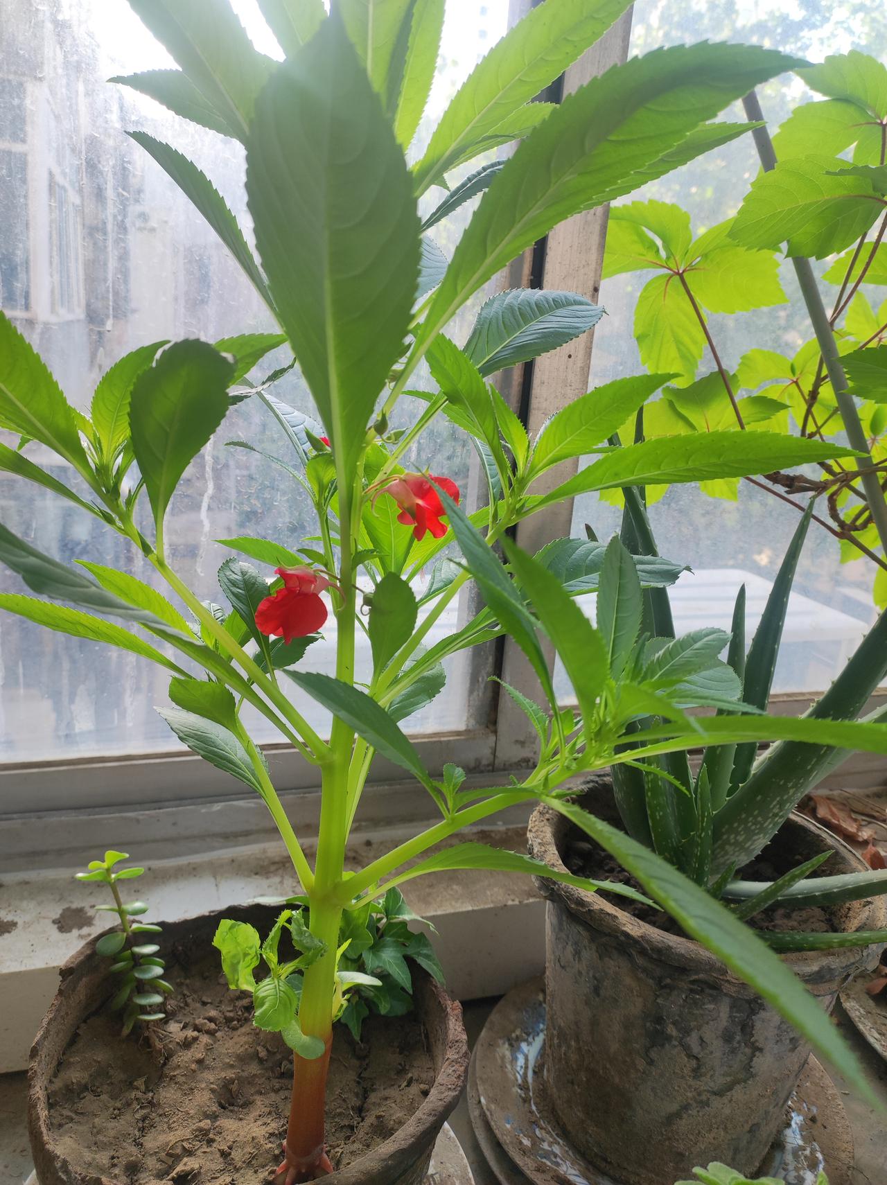 今年的凤仙花开了

早上去阳台，今年植树节时种的凤仙花开了，好喜欢。

这个品种