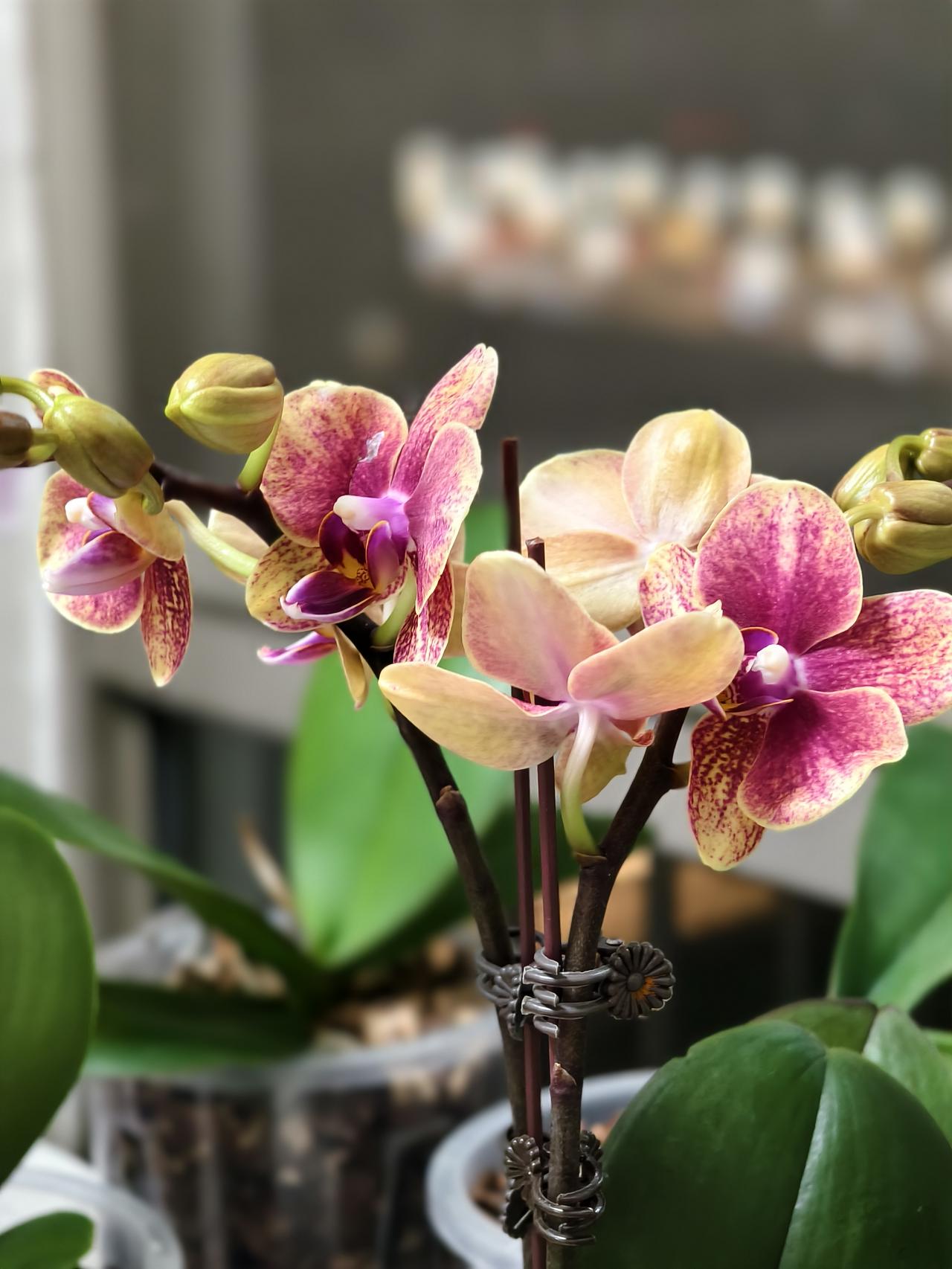 问老公周末干什么？答开车拉上大哥去医院熏蒸治疗，周日下午办出院。
我今天也开车去