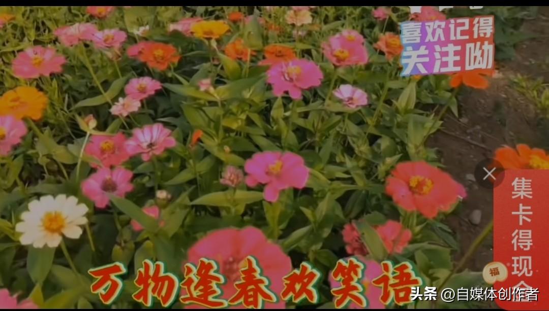 万物逢春欢笑语
千姿百态乐欢颜