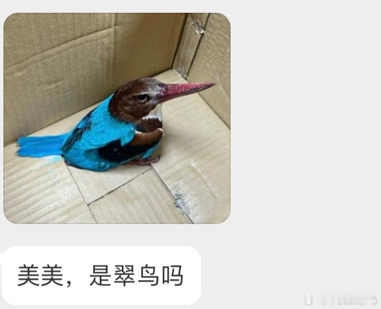 翠鸟家族里的【白胸翡翠】它们是二级保护鸟类奥 ​​​