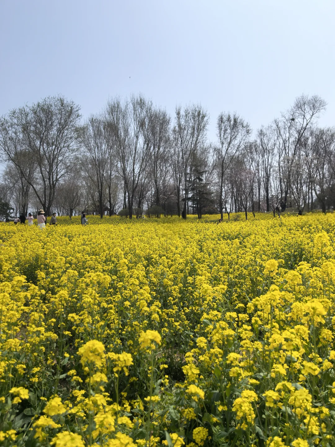 通知📢唐岛湾.油菜花海已爆花