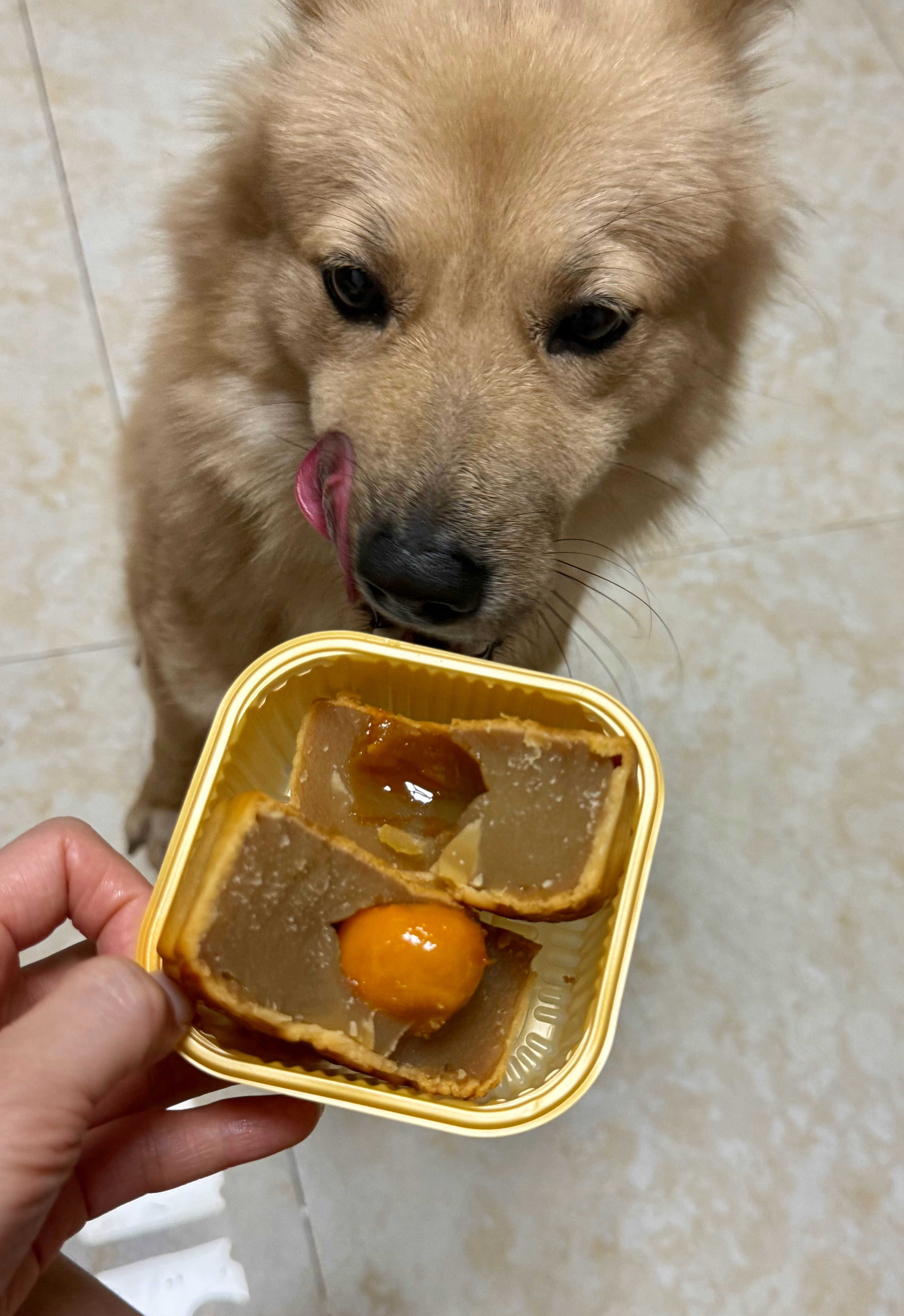 萌宠[超话]我的狗狗叫球球我的狗狗叫余球球宠物日常中华田园犬 球球：有麻麻的中秋