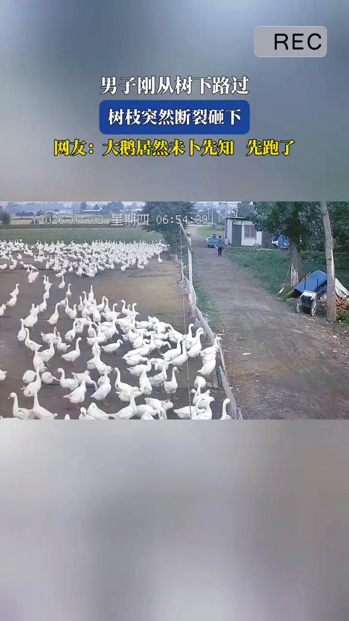 树枝突然断裂砸下。网友：大鹅居然未卜先知先跑了。
7月2日安徽，男子刚从树下路过