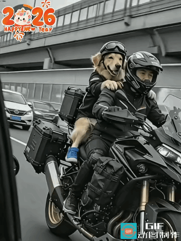 这绝对是2026带狗狗回家过年最酷的打开方式！帅到路人都看呆了！

公路上一只大