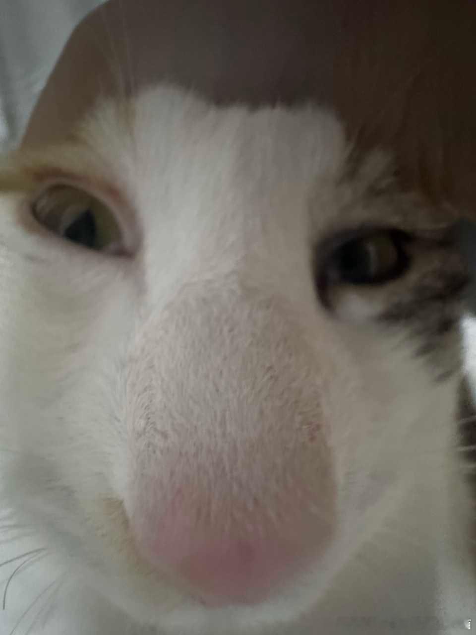 50491【丑猫】章鱼哥。 