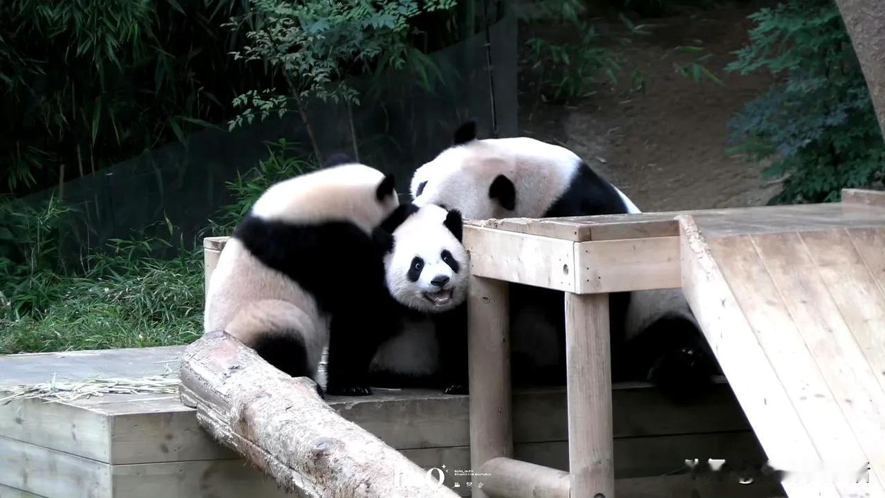 救命，为啥你们说这是爱的夹心饼干，明明这是苦笑干嘛。


我都挤成肉饼了。

不