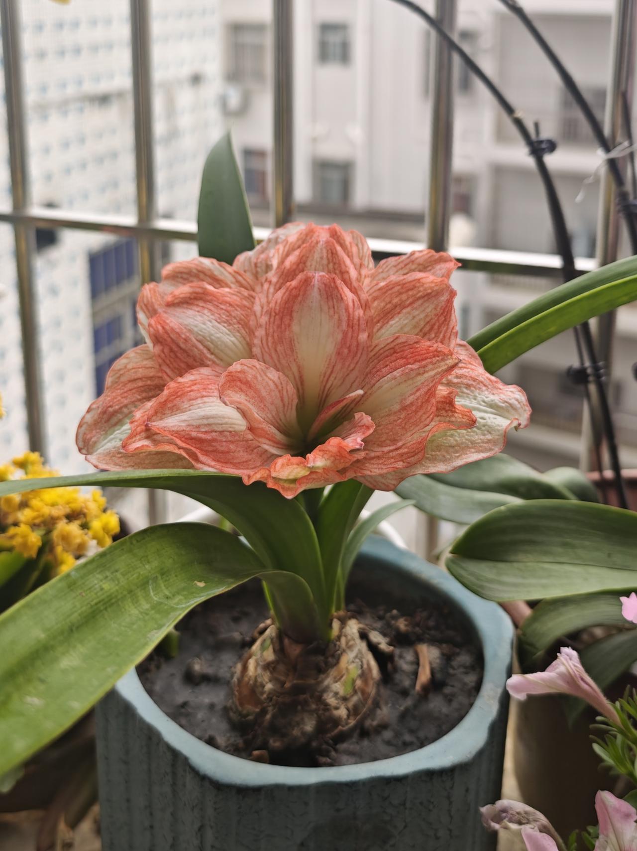 发一张春天拍的花重瓣朱顶红