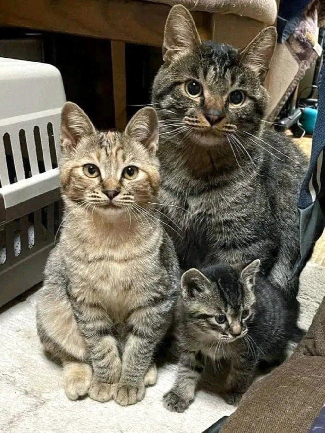 咪：不好意思，我家小咪闯祸了，给您添麻烦了 