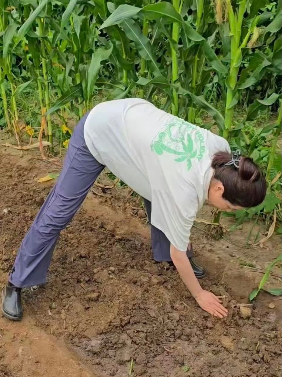 曾黎最近是真心沉迷种地，一直给大家分享的都是接地气的种菜vlog，娃娃菜、豇豆苗