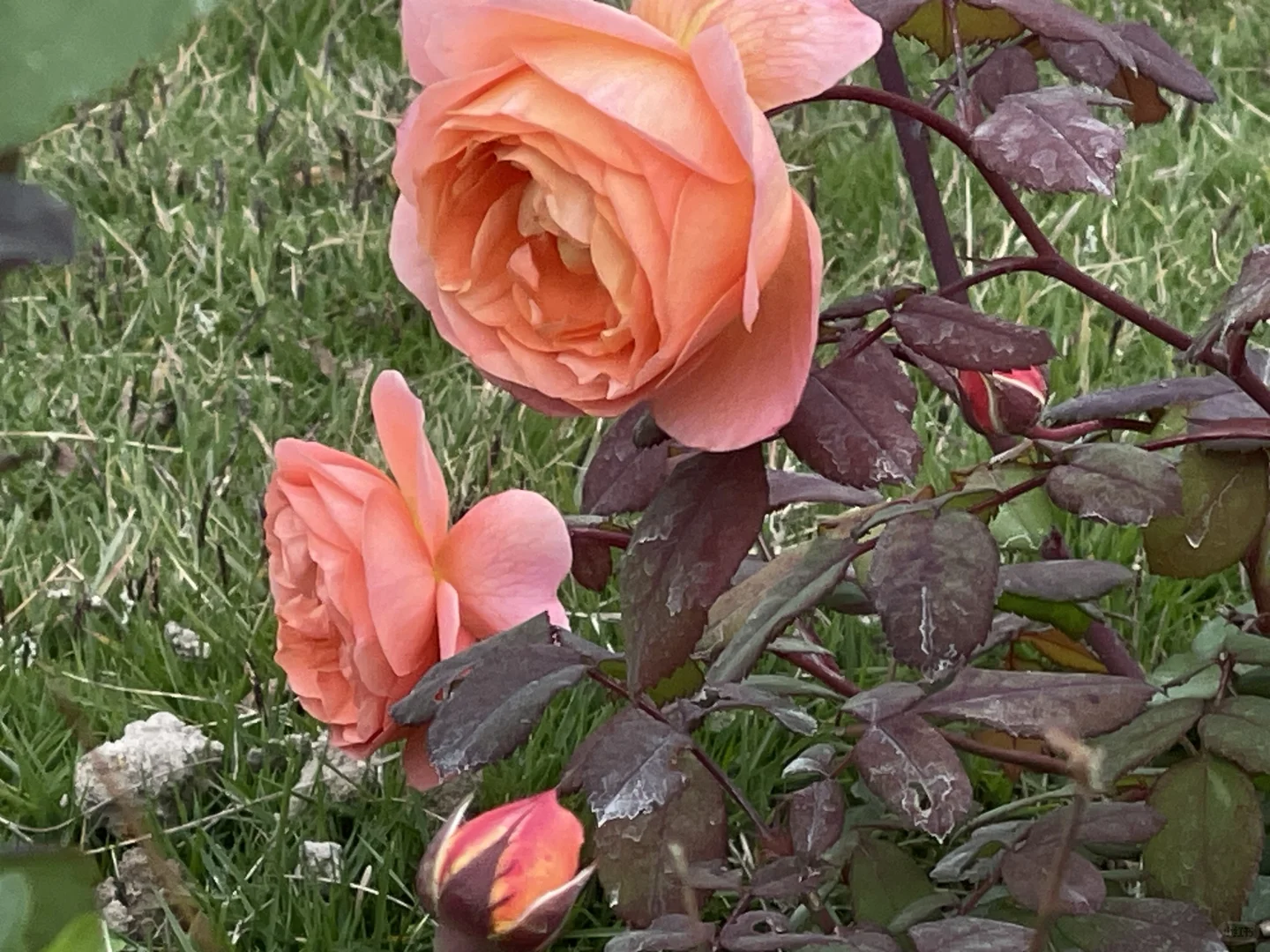 奥斯汀冬花