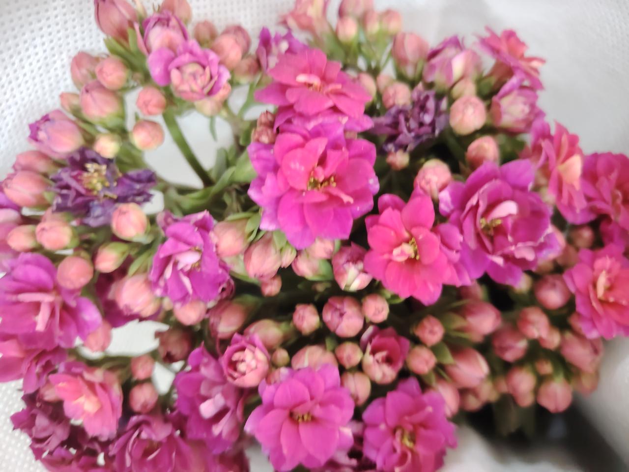 春日生活打卡季 粉嫩花束，浪漫绽放，尽显柔美风情！🌸💕