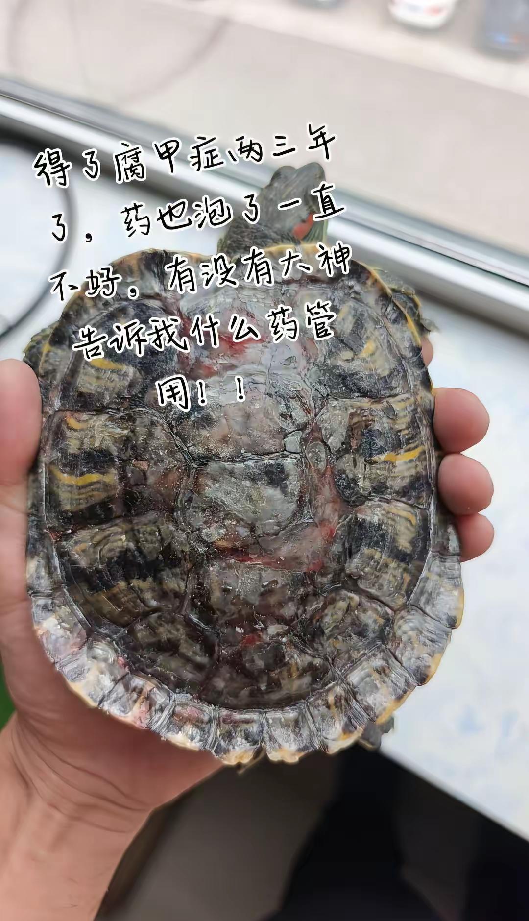 药膏也试了，高锰酸钾也泡过还这样！！不长龟甲想出来的都是纤维一样的东西！腐甲清理