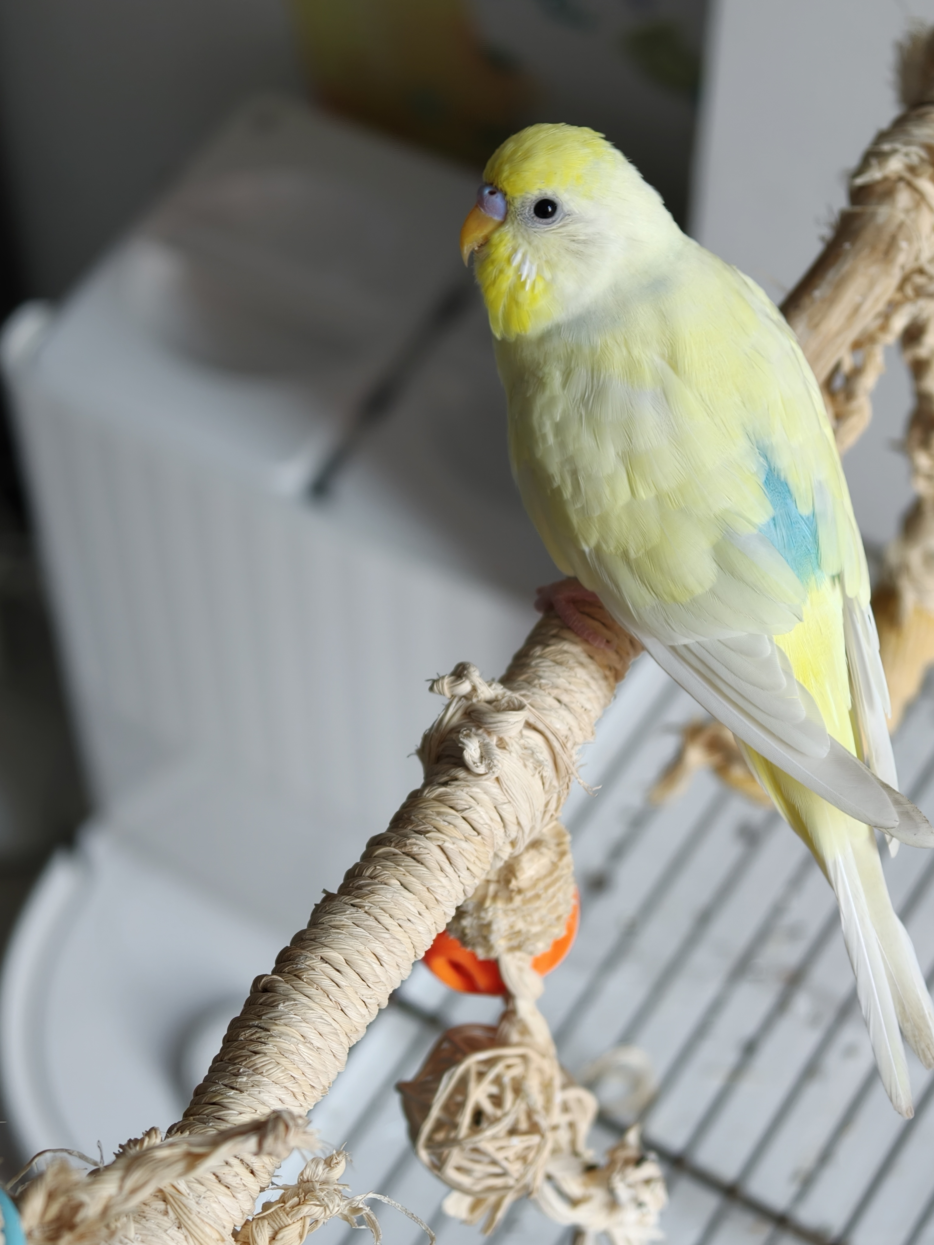 石头扫地机器人的位置和鹦鹉小蓝和布丁 的站杆比较近，所以，经常会有粑粑甩到扫地机