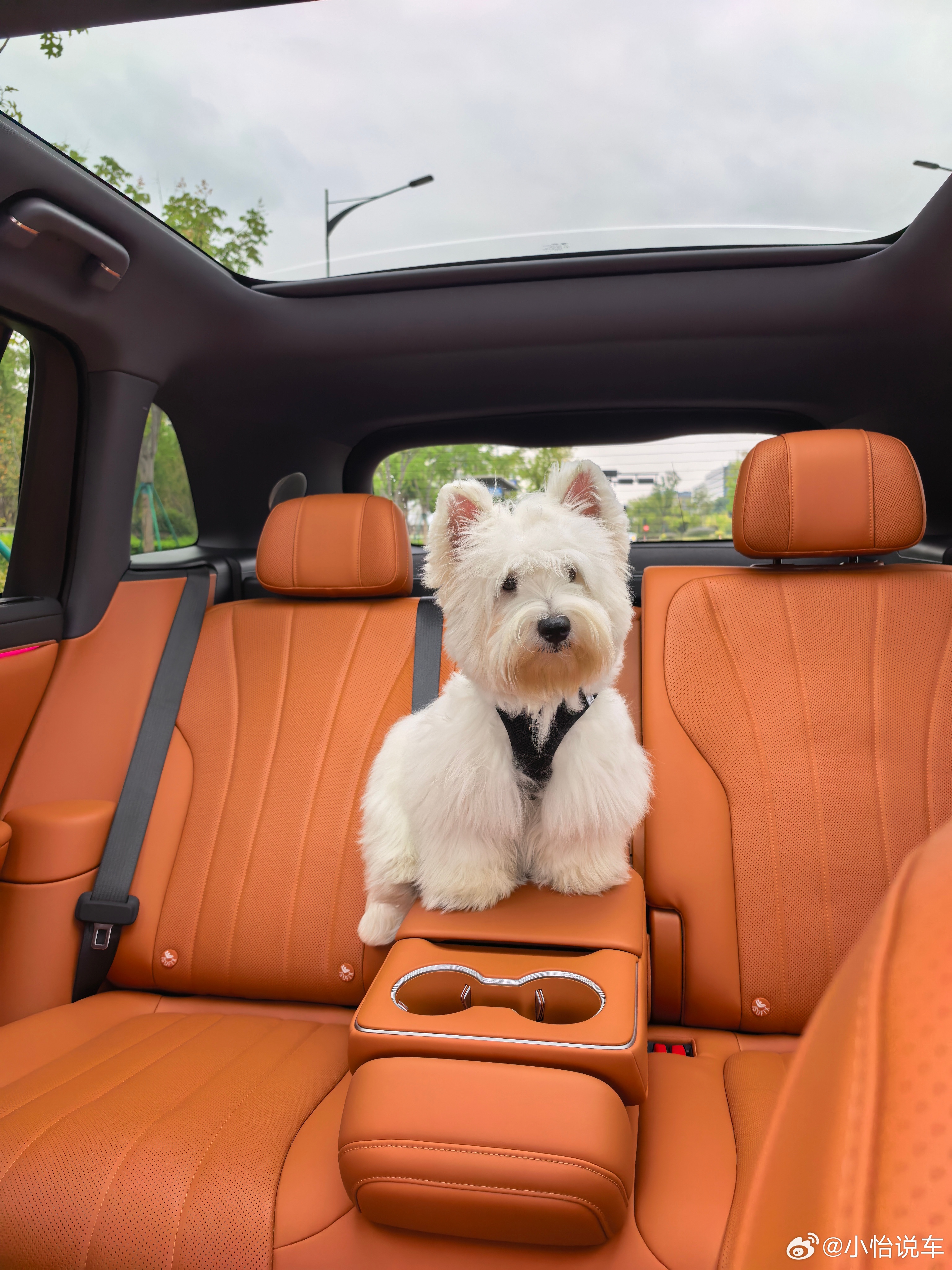 我的宝宝怎么一转眼就长大了？西高地 小可爱我还没抱够呢它就一脸成熟了宠物卖萌中心