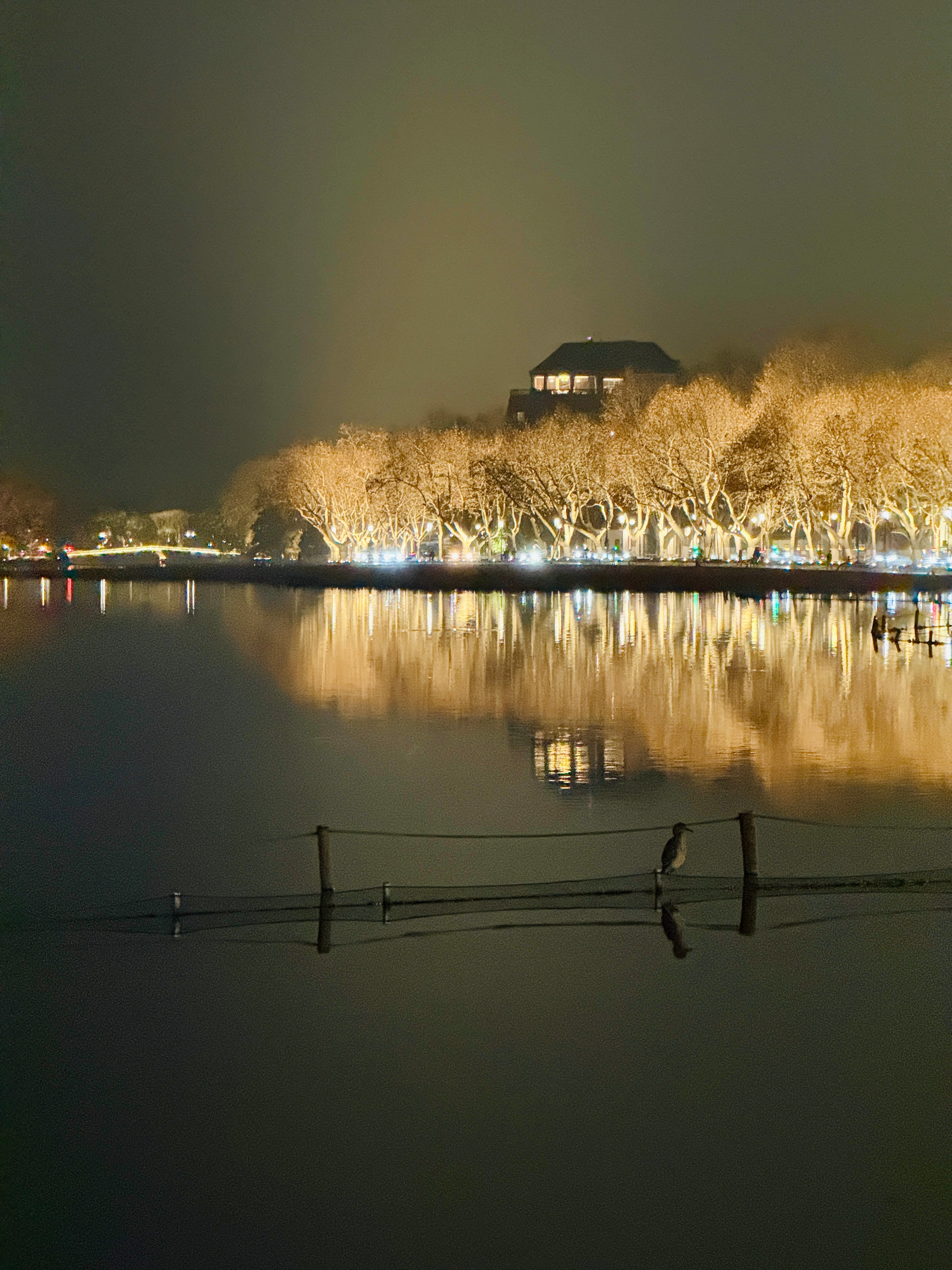 好丰富的一天 好喜欢今天夜爬宝石山后 在西湖边看见它 先是确认了好久这是不是一只