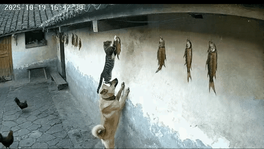 年关将近，一定要防火防盗防家贼啊！

这不，主人辛辛苦苦晒了很多腊鱼，眼看就要晒