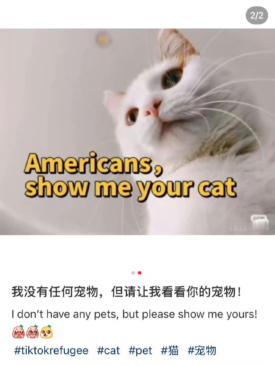 中美网友聊嗨了  美国又盯上小红书了 和American分享my cat🥺 