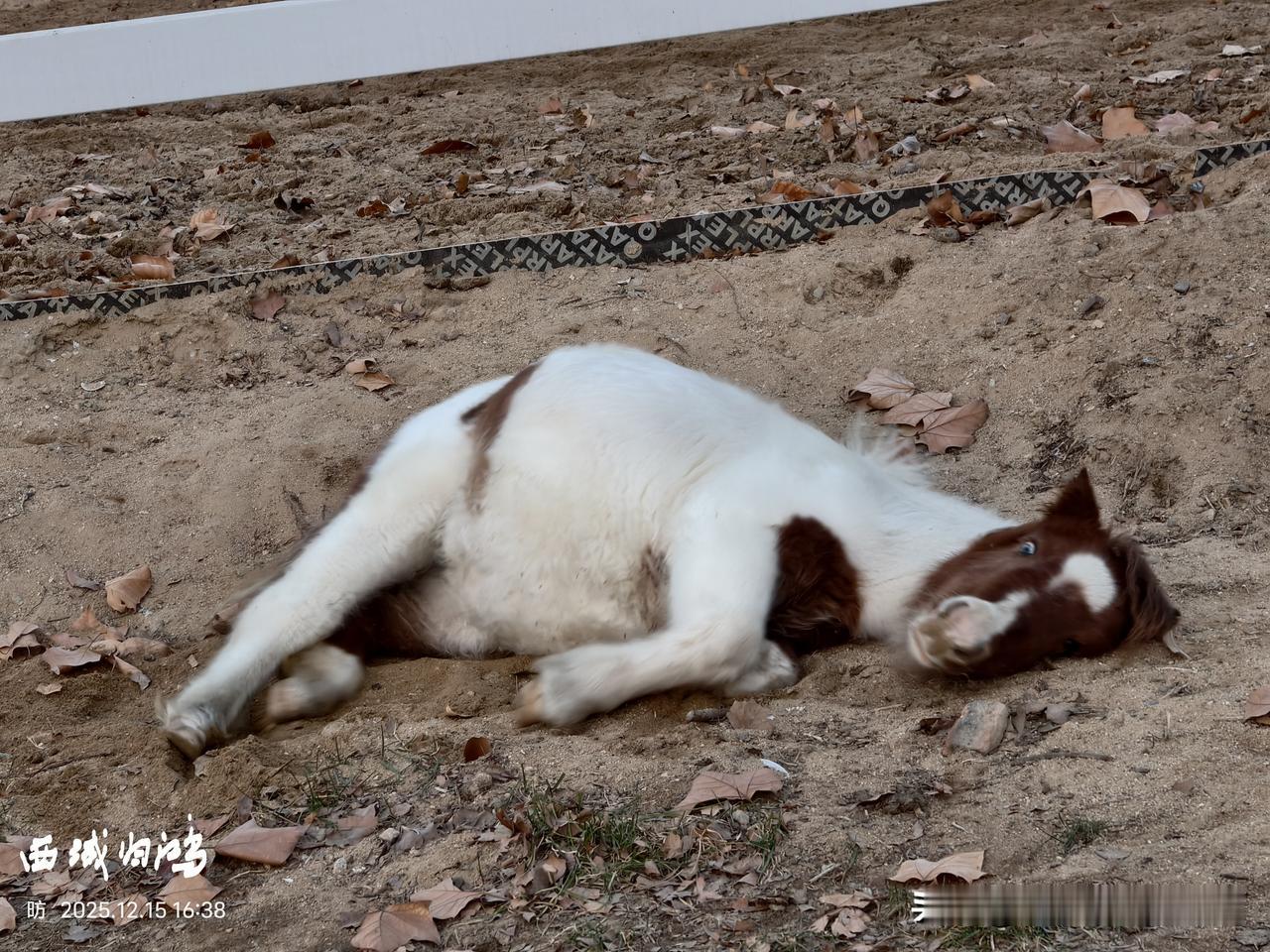 分享一张你最近相册里治愈的随手拍倒了，起来就是了，况且我倒下打个滚，只是为了解乏