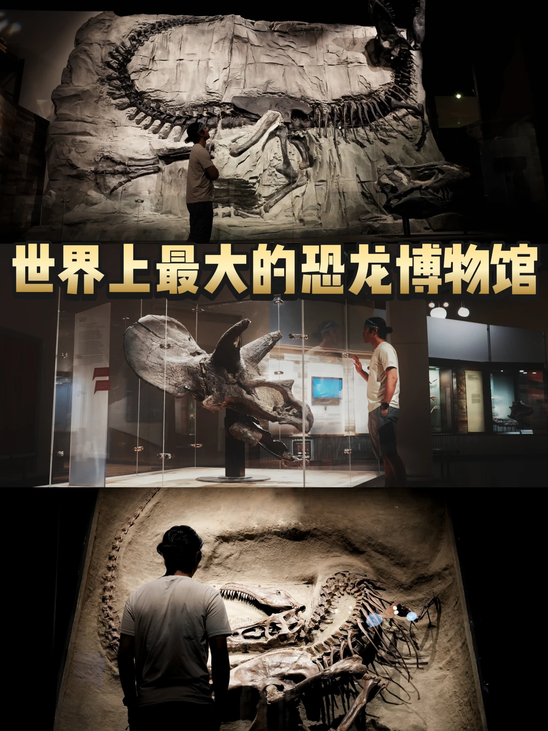 世界上最大的恐龙博物馆！必去！！