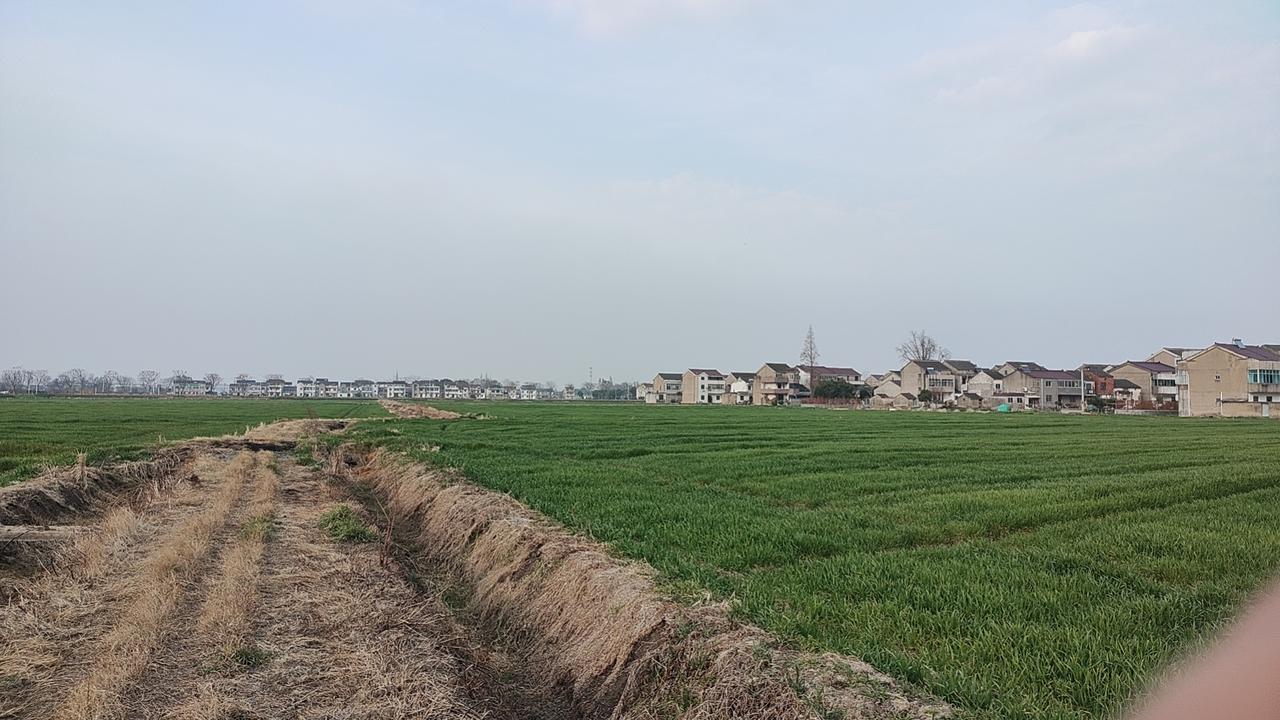 天南地北大拜年