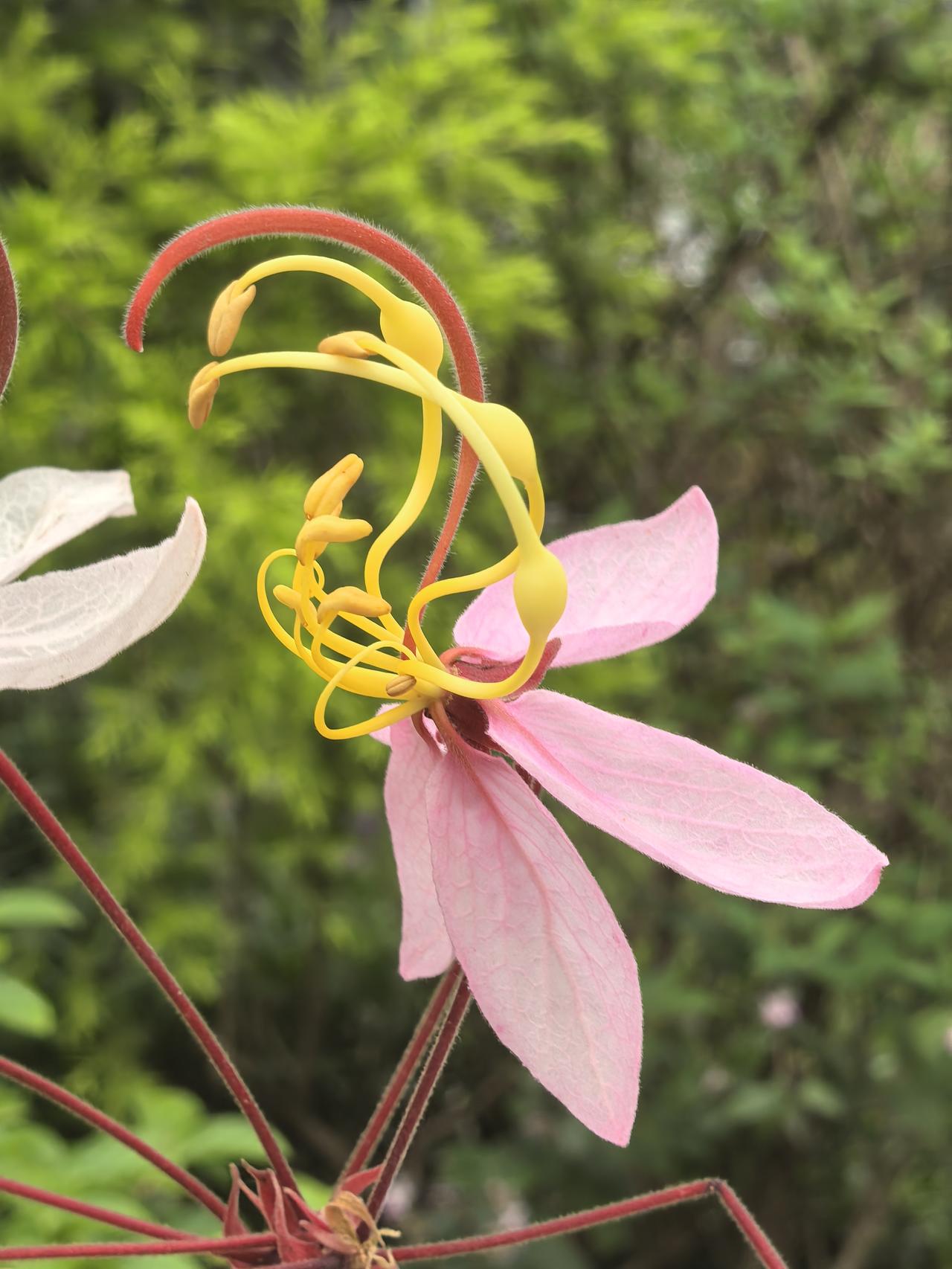 “粉色佳人”登场亮相，似樱花非樱花而胜樱花，在广州掀起了一场暮春的“粉色浪漫”。