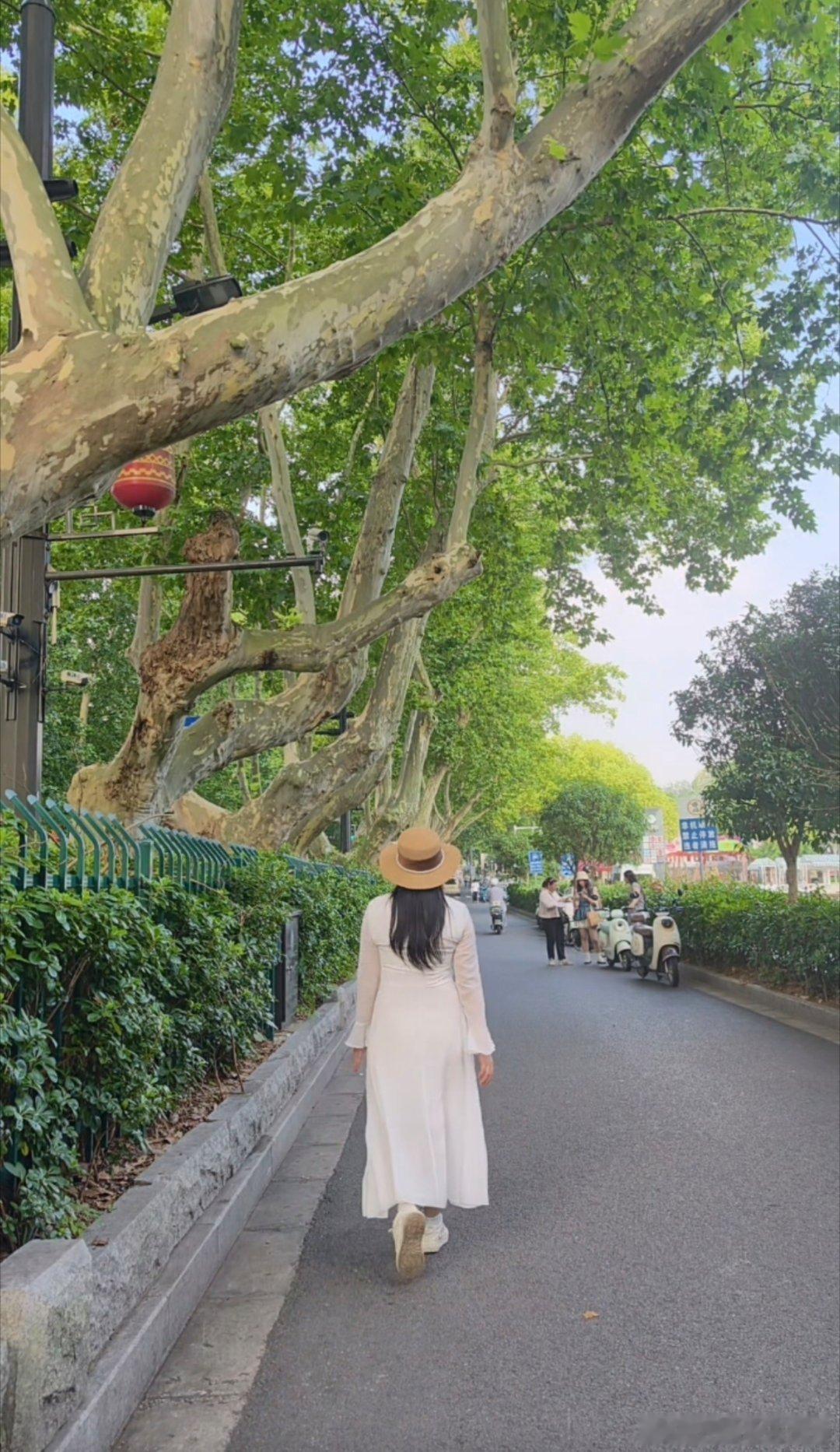 一句梧桐美，种满金陵城 。参天梧桐枝叶相拥，搭起一条绿色长廊，光影婆娑，晚风温柔