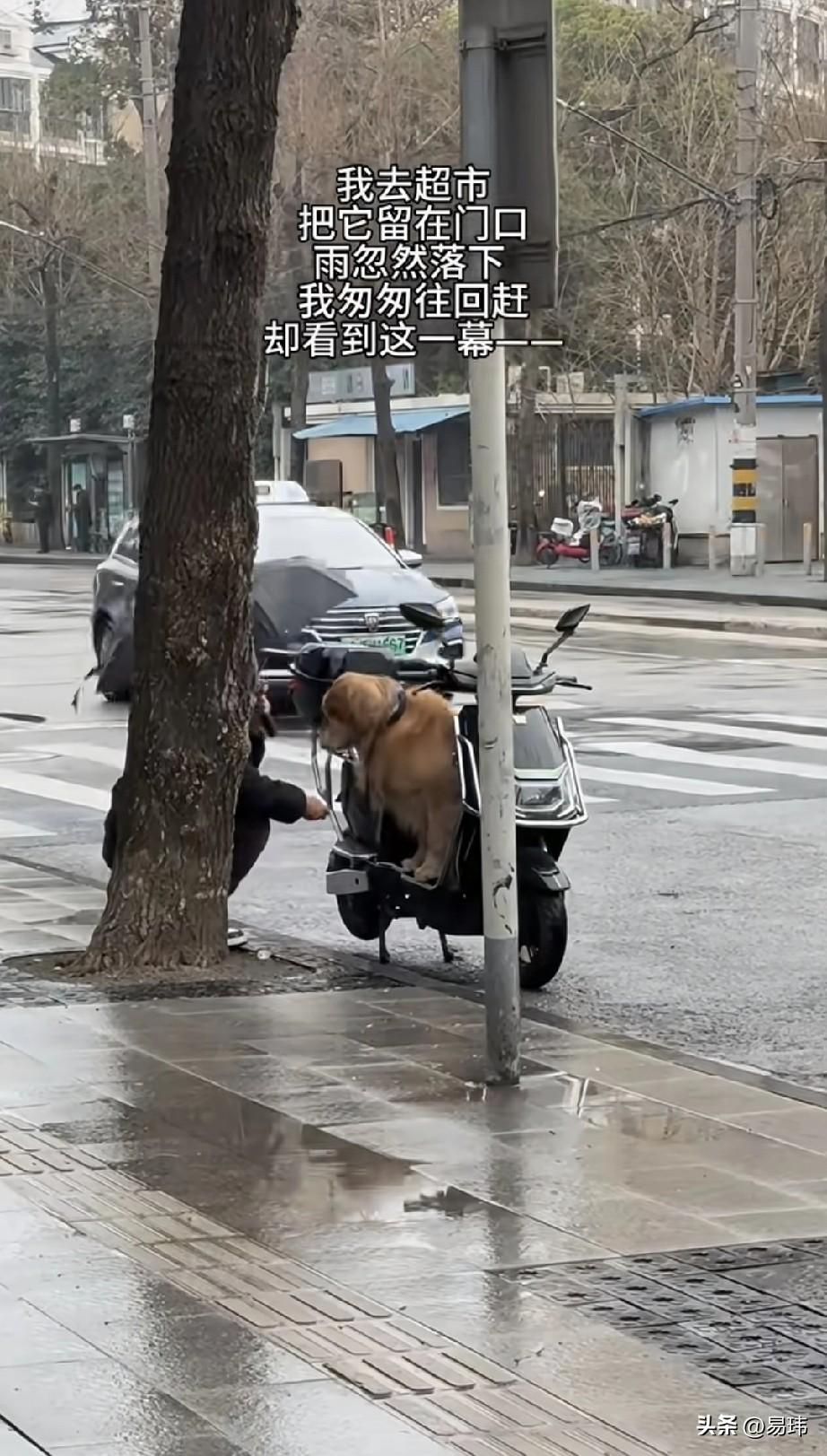 泪目了！还是好心人多啊！一位小哥哥养了一只金毛狗狗，平时就特别宠爱它，这天他骑电