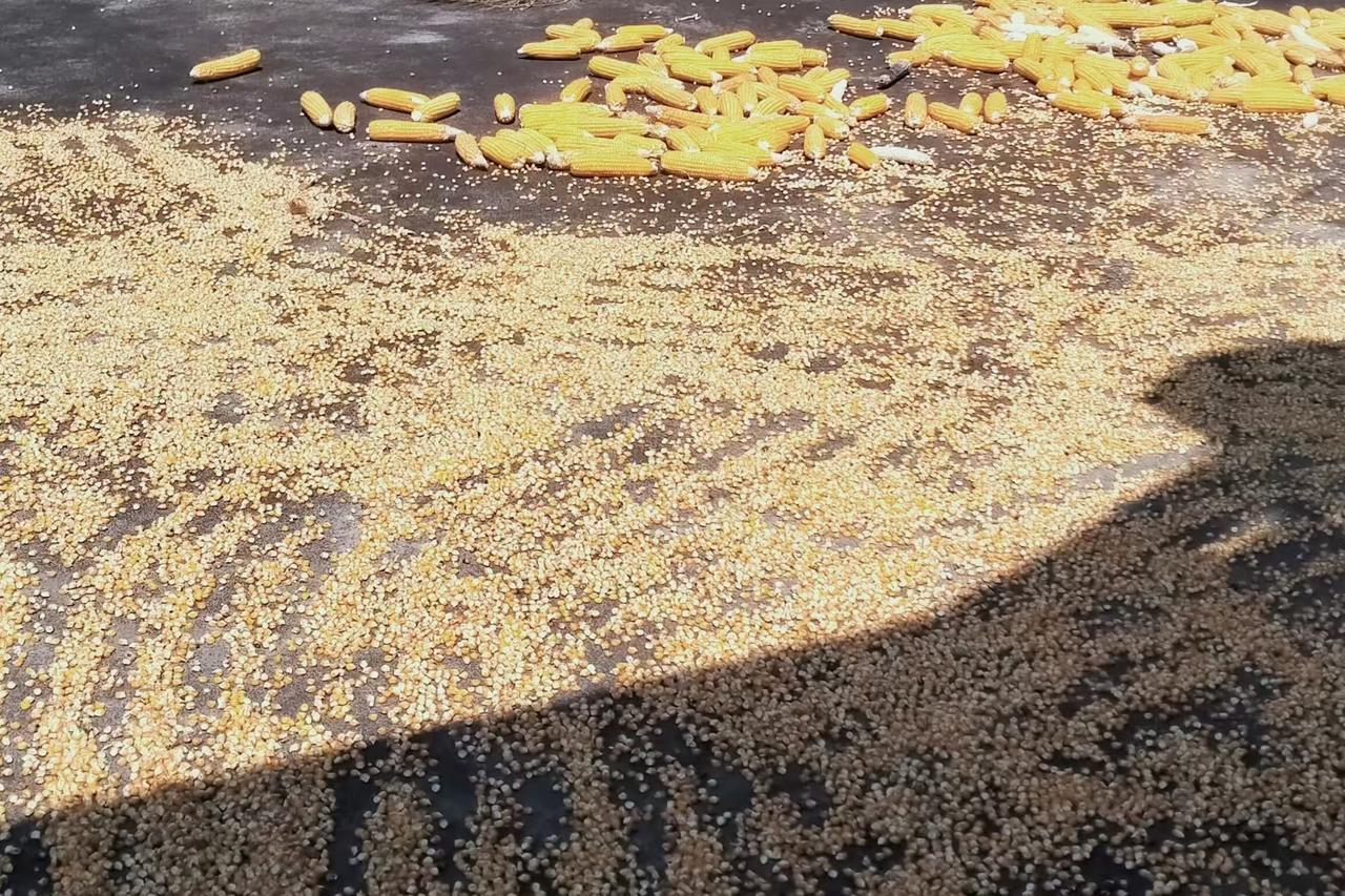 人多力量大
这句话又一次被验证……

今天上午，我老弟一个人在楼顶上剥玉米，我说