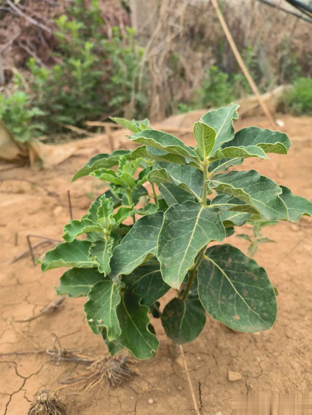 白薇+地骨皮：治更年期汗出不止[good]原创 樊蓉 植物游记 《河北中药手册》