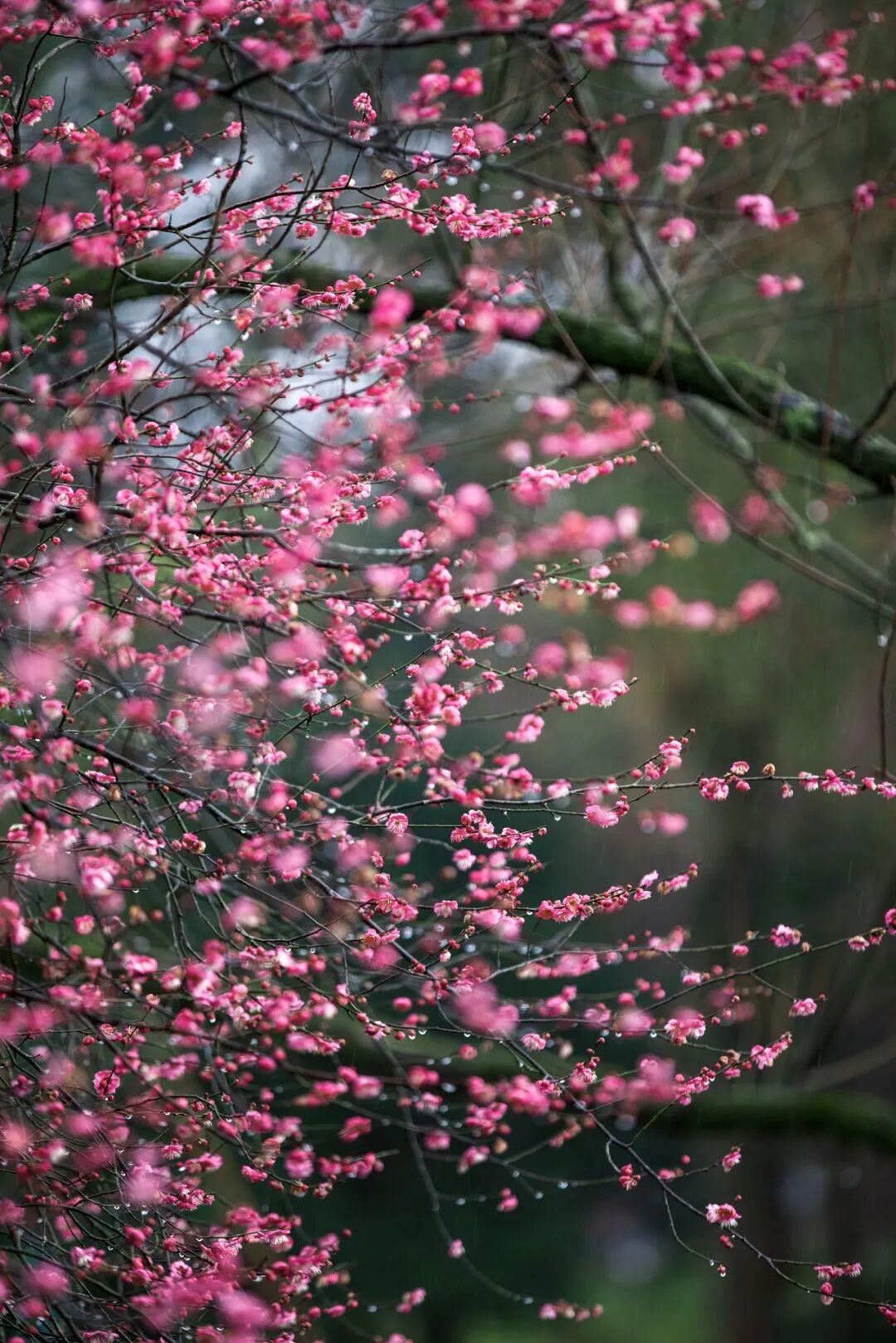 你喜欢梅花吗？梅花迎春