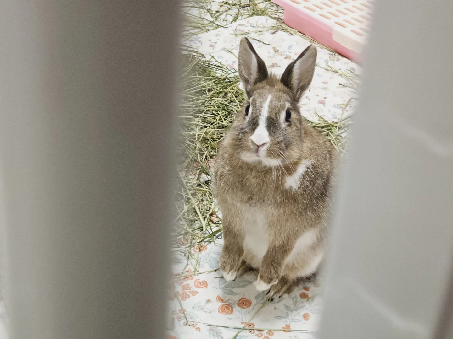 爱她就给她一片草原