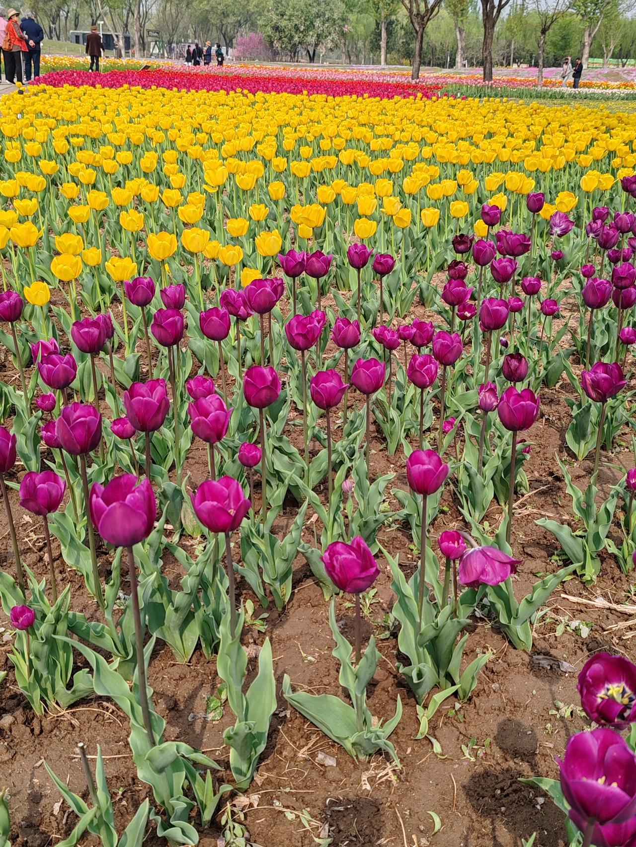 分享手机里的花花草草春天随手拍。