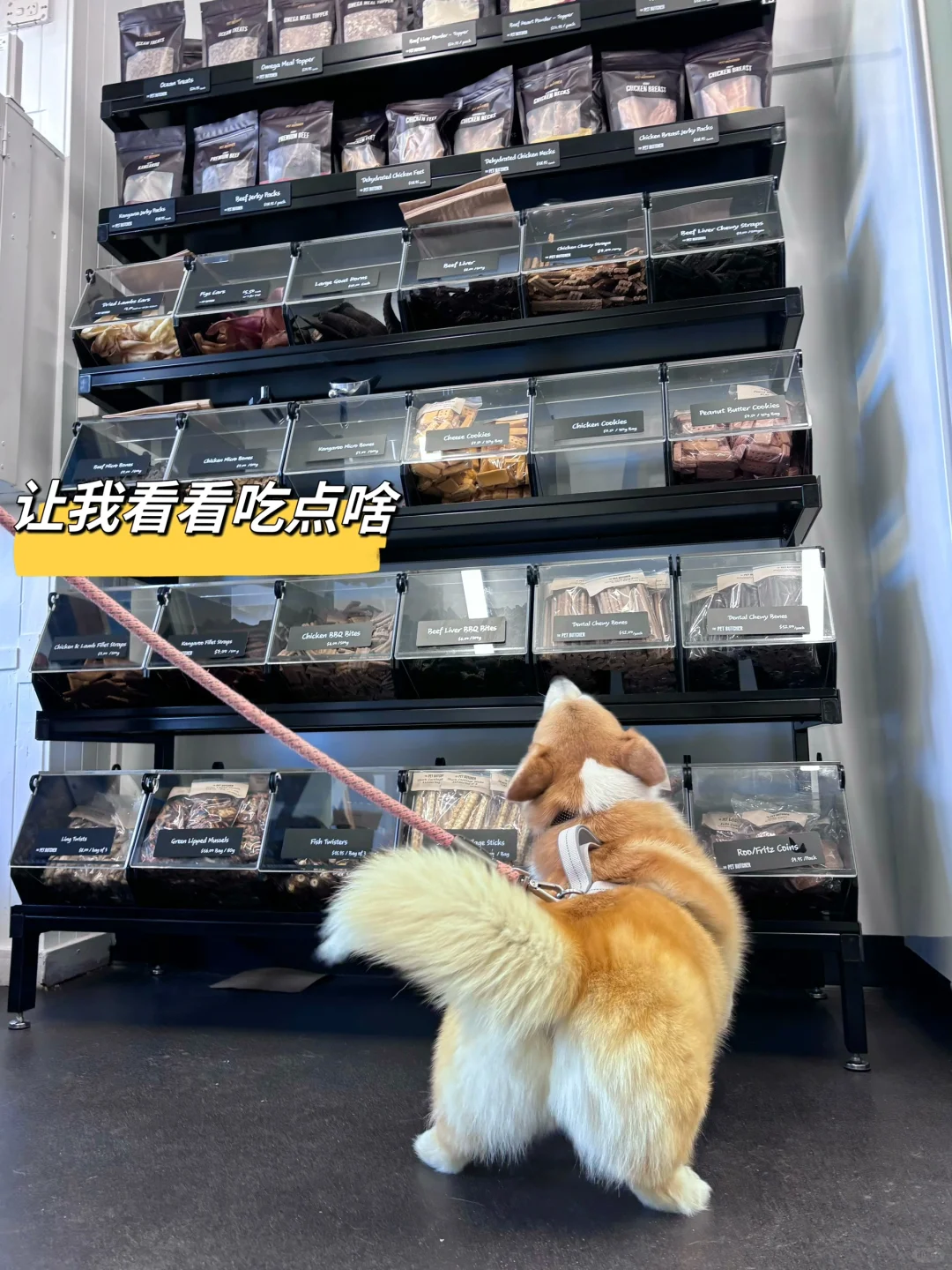 澳洲宠物肉铺零食店什么样