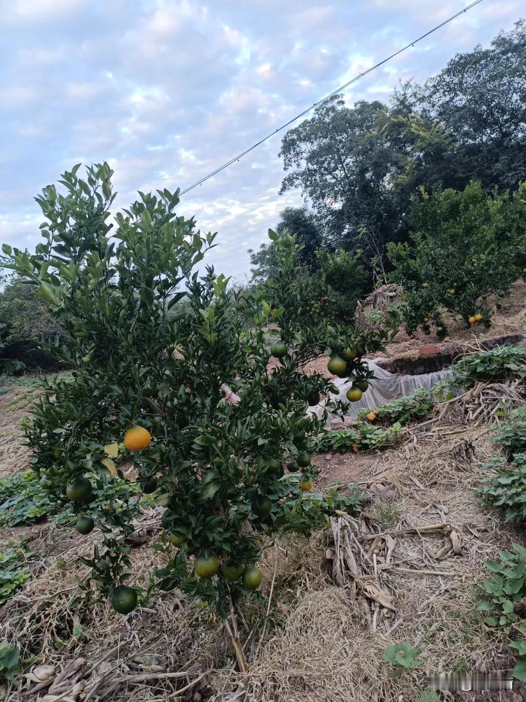 我近期创作的内容被官方加热啦！👍你也快来发布一条吧！带