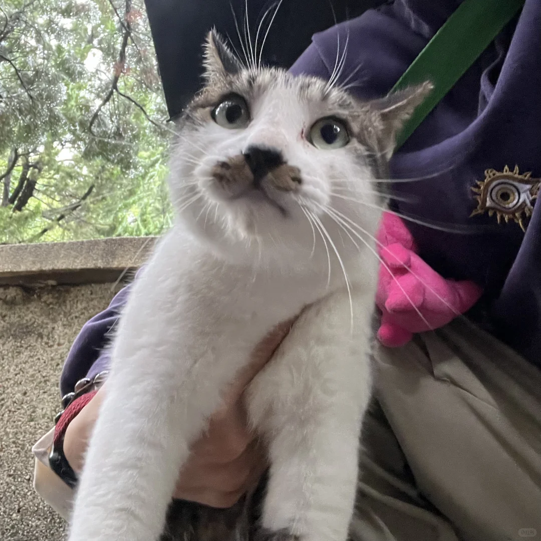 谁还记得我们偷咪