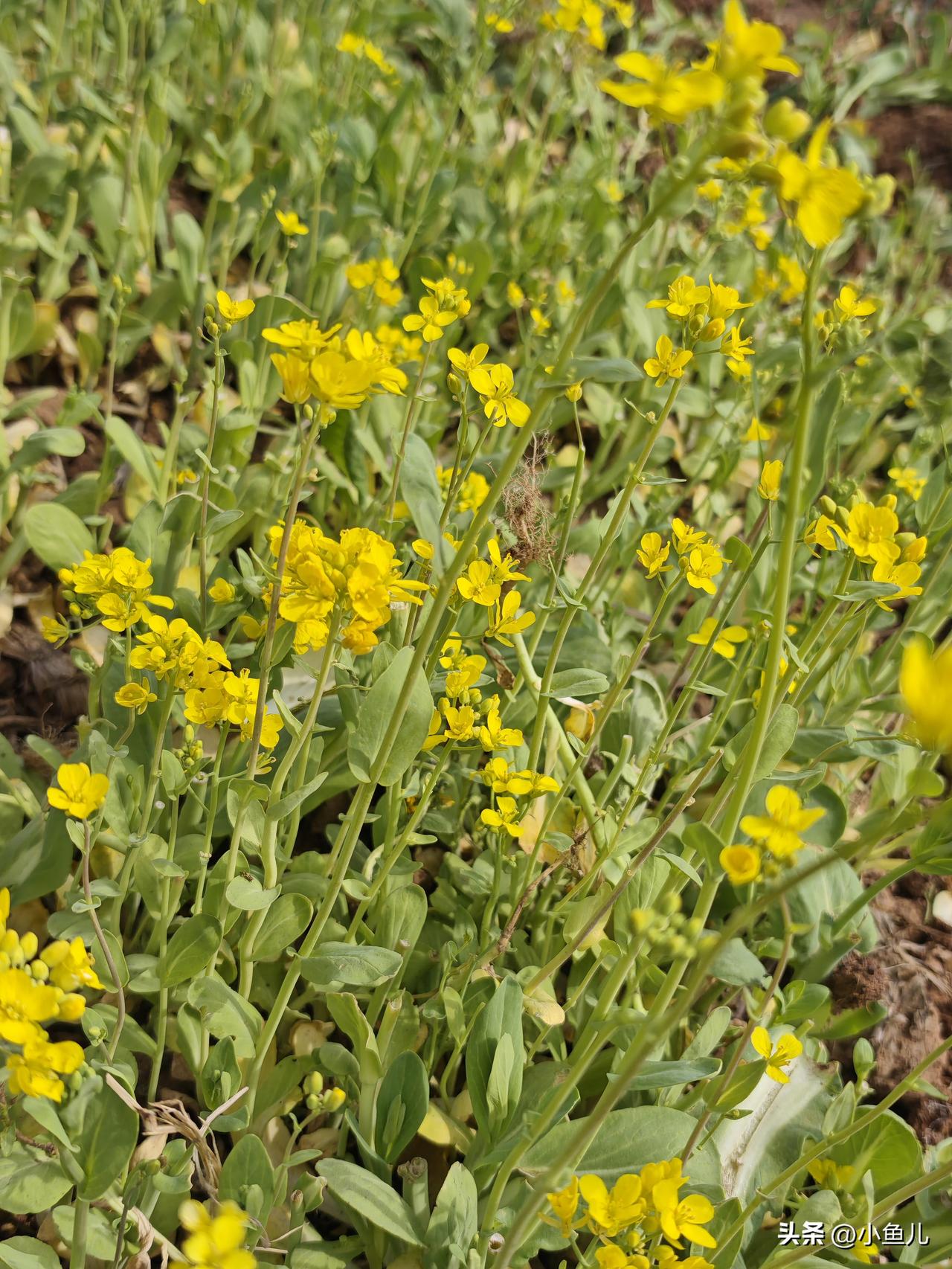 风一吹，田野就黄了。这遍地油菜花，不娇贵、不做作，开得热热闹闹、大大方方。
 