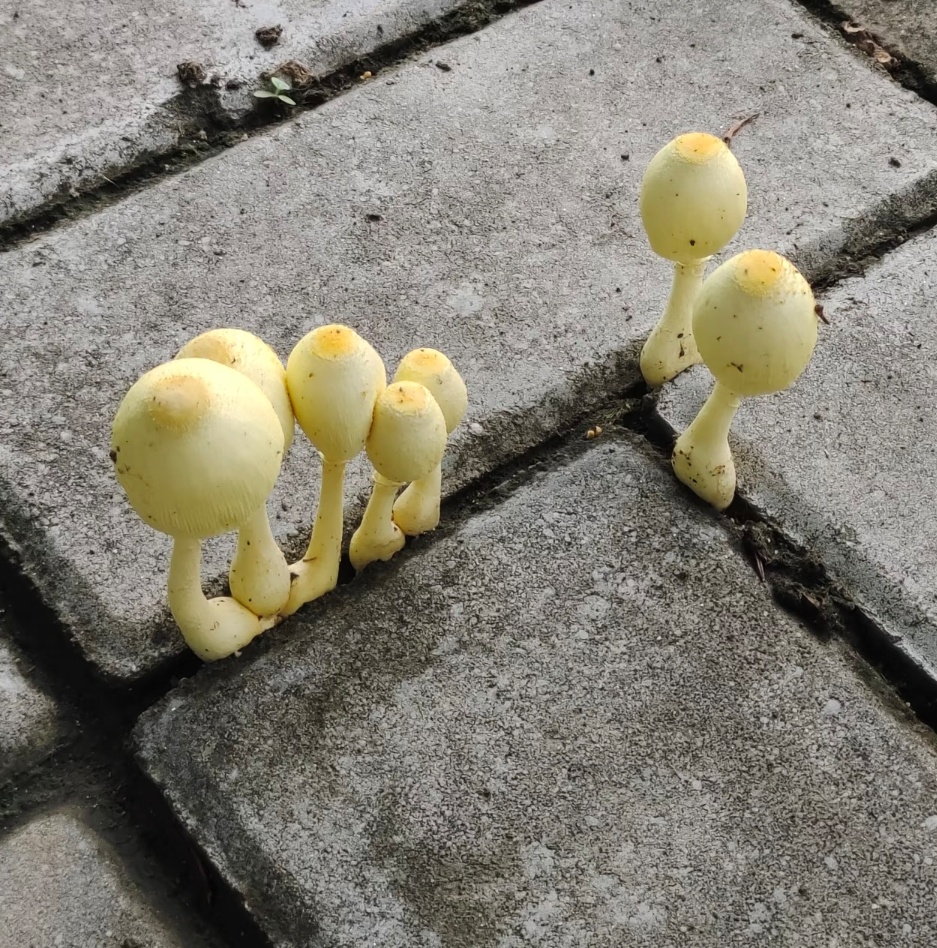 黄色小蘑菇 