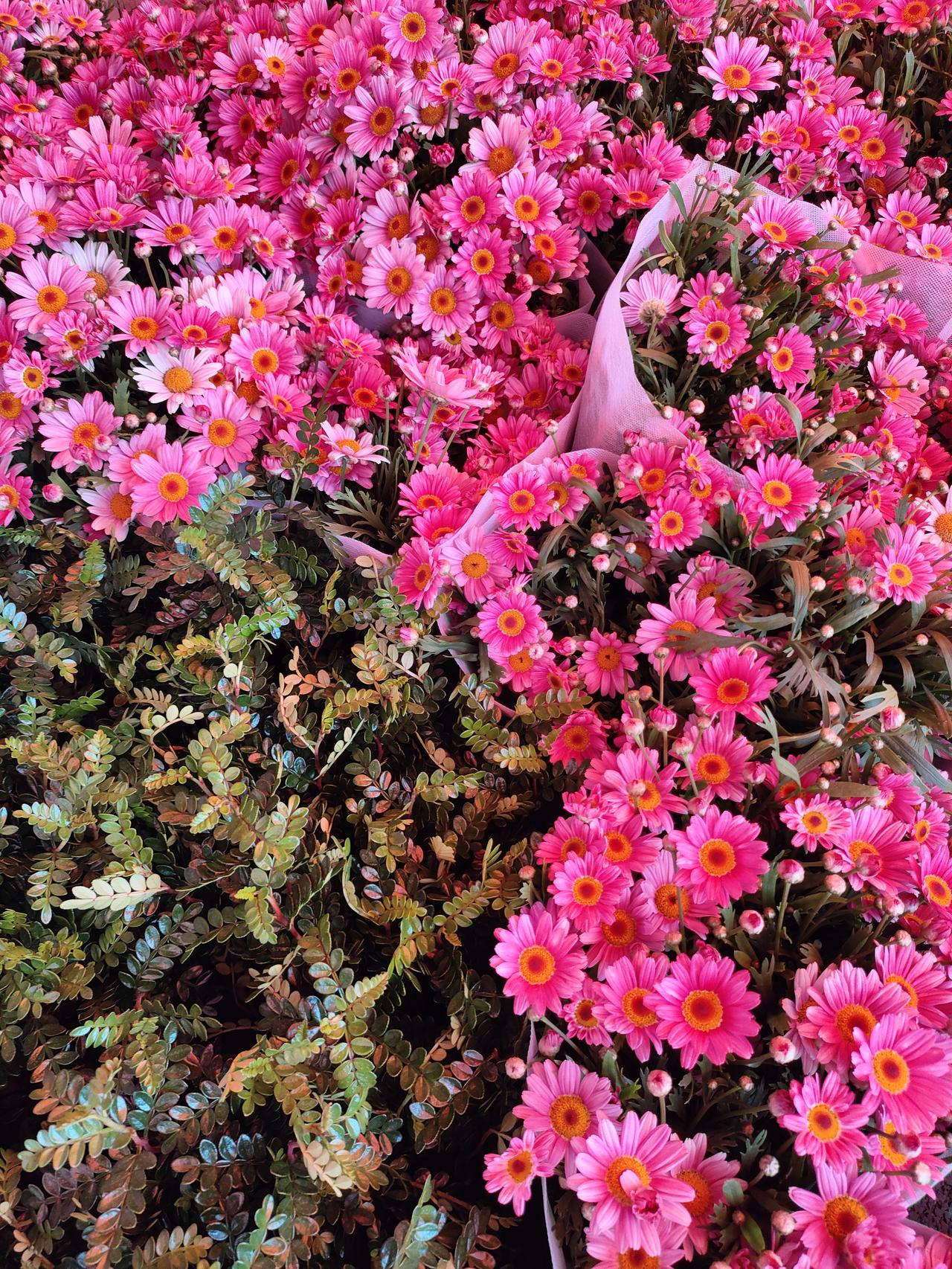 春日里的粉黛小菊，开得热烈又温柔，层层叠叠的花瓣裹着阳光，把日子都酿成了蜜色的甜