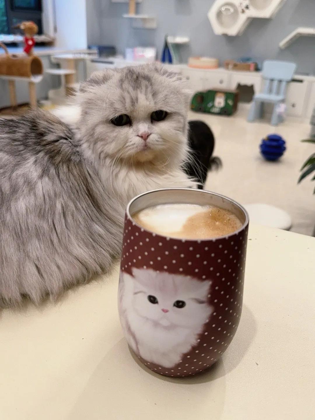 这个杯子原来是这么用的！
#猫咪# #萌宠#
