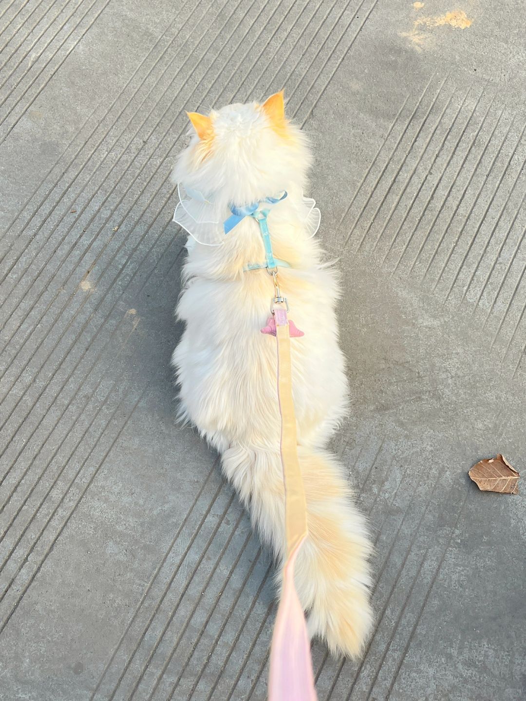 背影这么惊艳的小猫 脸居然这么臭