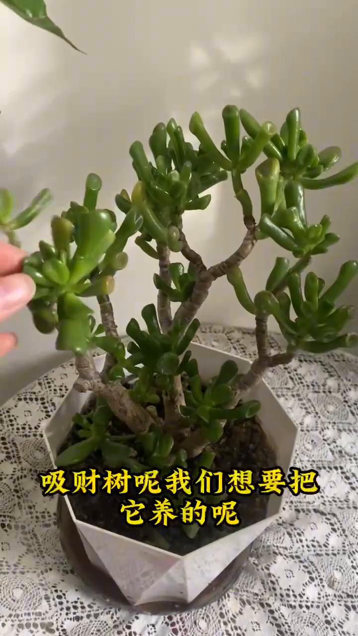 吸财树想要养好一定要注意这一点。
吸财树想要把它养的枝繁叶茂、长势旺盛，这一点就
