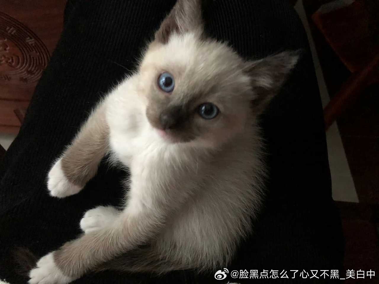 4129只黑脸黑脸猫鼻噶时期 